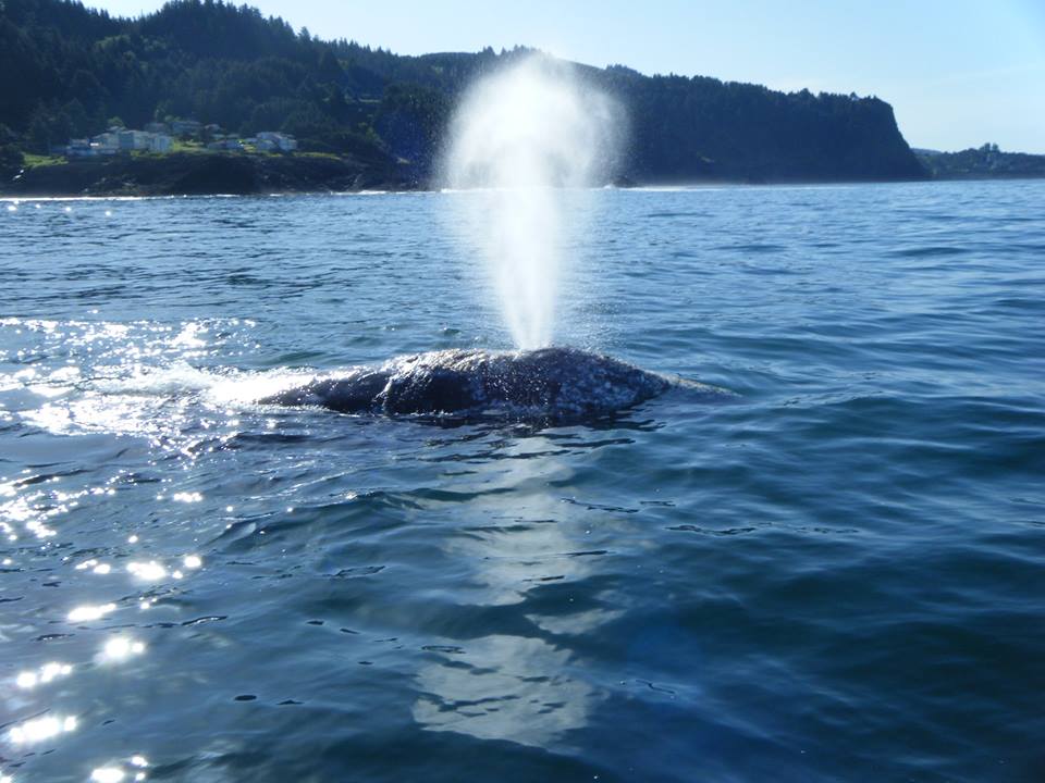 Reservations Whale Watching Tours Whale S Tail Charters Depoe Bay