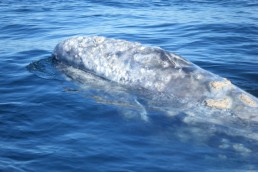Whales Tail Charters | Photo Gallery