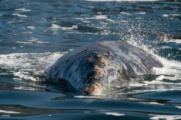 Gray whales can dive for up to 30 minutes and go 500 feet deep. They can swim in even relatively shallow water without running aground.