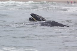 Gray Whale Mother and Calve feeding in 10 feet of water off Lincoln Beach. The calve is showing it's baleen.
