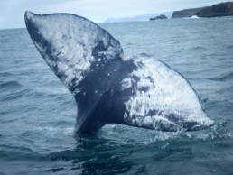 The gray whale has no dorsal (top) fin. About 2/3 of the way back on its body is a prominent dorsal hump followed by a series of 6-12 knuckles along the dorsal ridge that extend to the flukes (tail lobes). Its flippers are paddle shaped and pointed at the tips. Its fluke is about 10-12 feet across, pointed at the tips, and deeply notched in the center.