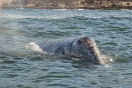 Gray Whale showing it's rostrum (Head Region). This whale is feeding in 30 feet of water on Mysid shrimp. They eat about 2000 pounds a day.