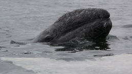 Whales will poke their heads above the surface in order to get a better view of their surroundings, a maneuver known as spyhopping. Spyhopping is a behavior exhibited by cetaceans, such as the gray whale above, and some sharks. When whales spyhops it vertically pokes its head out of the water.