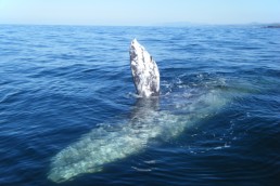 The gray whale is a baleen whale that migrates between feeding and breeding grounds yearly. It reaches a length of 50 feet, a weigh 40 ton's and lives between 55 and 70 years.