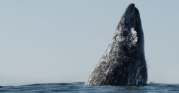 Whale Watching Tours Depoe Bay Oregon