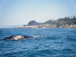 Whales Tail Charters | Photo Gallery