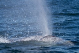 Whale Spout