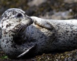 Whales Tail Charters | Harbor Seals