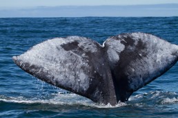 Flukes Gray Whale