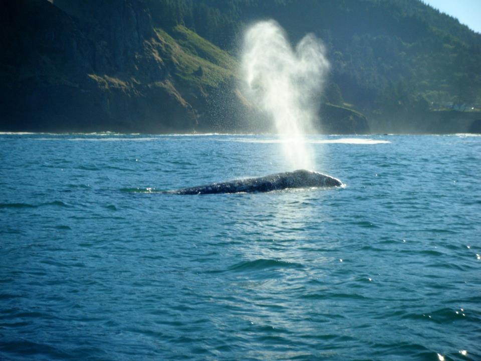 Gray Whale Spouting off Cape Foulweather. When warm, moist air exhaled from the animals' lungs meets the cool air at the ocean surface, it creates the bushy column called a blow or spout. Each whale species has a distinct blow. A gray whale's blow is up to 15 feet high and is visible for about five seconds on a calm day. On the gray whale, their two blowholes are positioned in such a way that when they exhale, their spout appears to be heart-shaped.