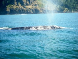 Whales Tail Charters | Gray Whale Migration