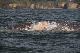 Whale Watching Tours Depoe Bay Oregon