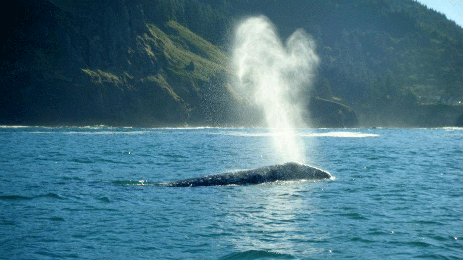 whale watching tours brookings oregon