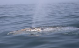 The gray whale is one of the animal kingdom's great migrators. Traveling in groups called pods, some of these giants swim 12,430 miles round-trip from their summer home in Alaskan waters to the warmer waters off the Mexican coast.