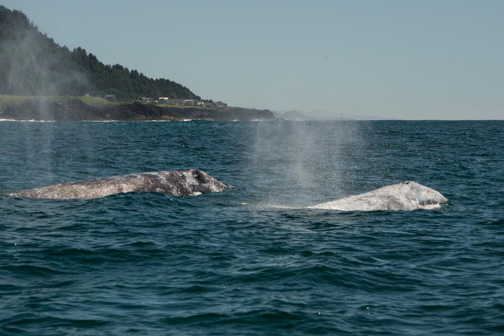Gray whales are found mainly in shallow coastal waters in the North Pacific Ocean. There are two distributions of gray whales in the North Pacific. The eastern North Pacific stock, found along the west coast of North America, and the western North Pacific stock, found along the coast of eastern Asia.