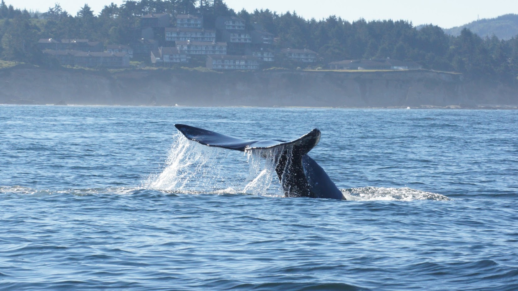 Whale Sightings Whale's Tail Charters Book Online Depoe Bay