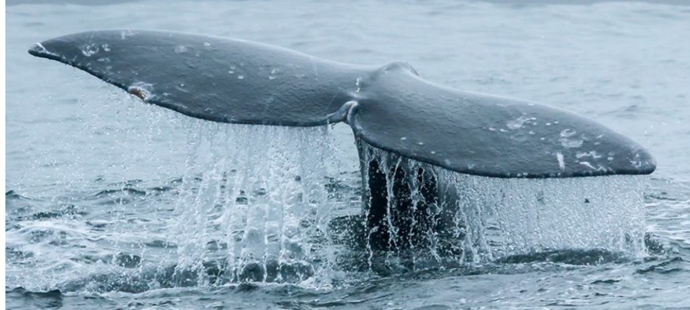 Photo of a gray whale's tail. The tails or flukes of the gray whale are often used to identify whales. An adult’s tail fluke is 9 feet wide. When the tail fluke goes under the ocean’s surface it leaves a characteristic print called a “fluke print”. Fluke print is a large circle of smooth water formed by tail fluke turbulence when a whale dives.