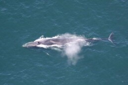 Fin Whale